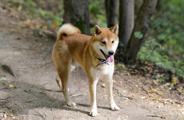 Shiba Inu