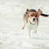 Estonian hound photo 1