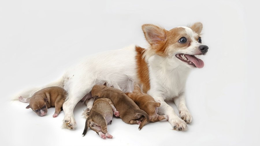 Chihuahua