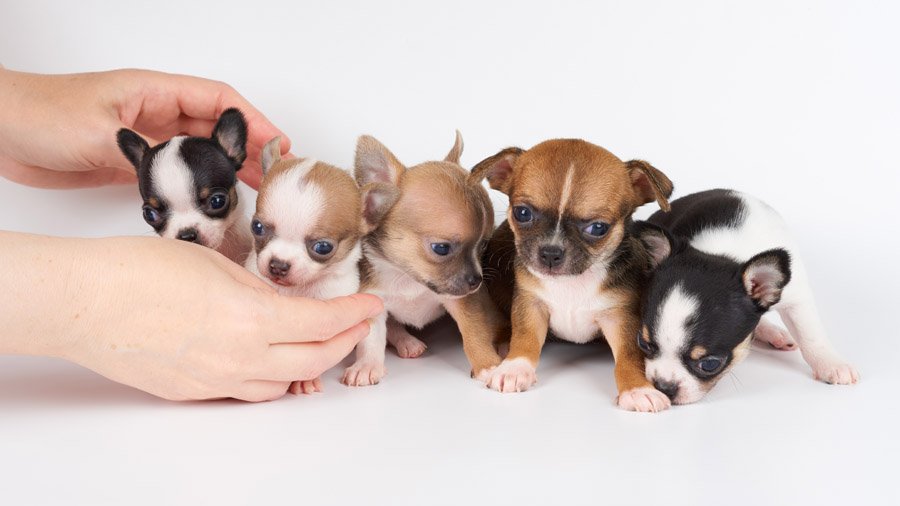 Chihuahua Puppies
