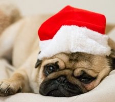 Pug after the New Year