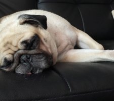 Pug is sleeping on the couch
