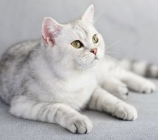 Scottish fold cat photo 12