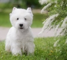West Highland White Terrier photo 4