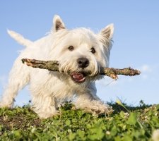 West Highland White Terrier photo 9