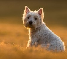 West Highland White Terrier photo 8