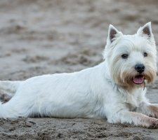 West Highland White Terrier photo 6