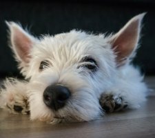 West Highland White Terrier photo 1