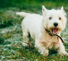 West Highland White Terrier photo 7