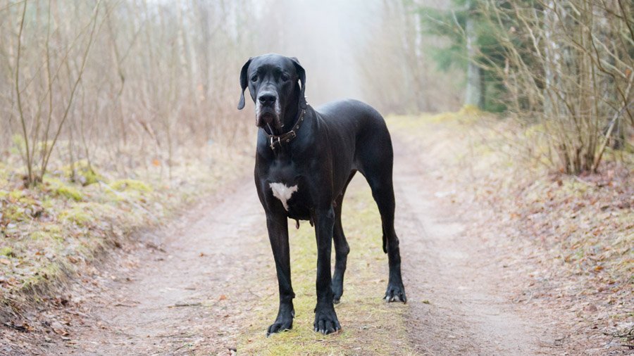 German dog
