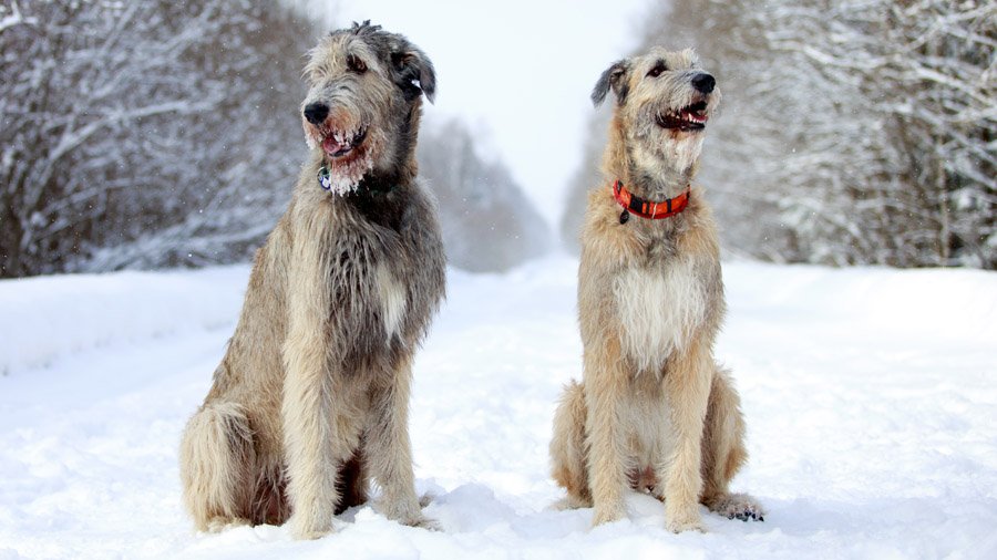 Irish Wolfhound