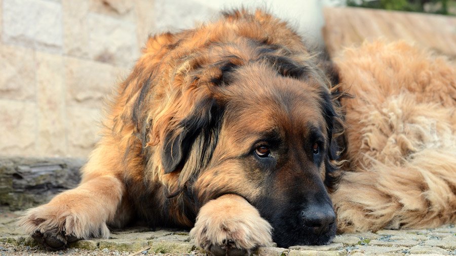 Leonberger