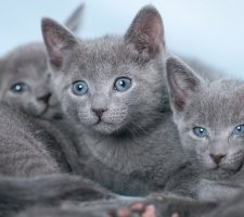 Russian blue cat photo 5