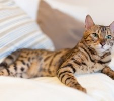 Bengal cat photo 7