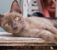 Burmese cat photo 4