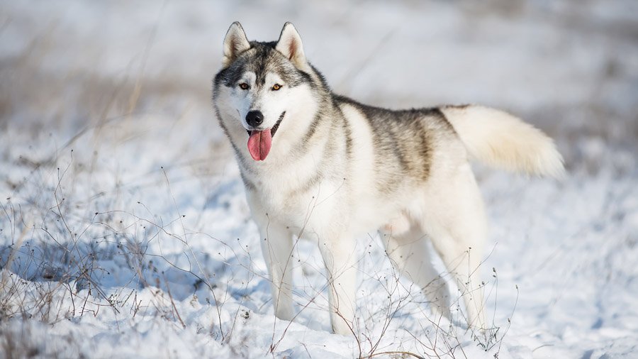 Siberian Husky with brown eyes