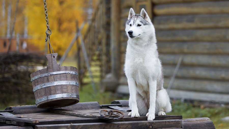Siberian Husky with brown eyes