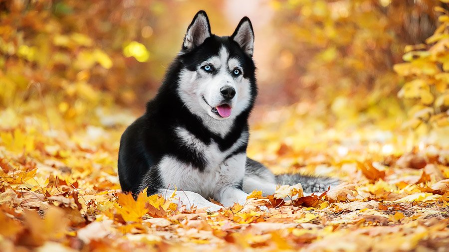 Siberian Husky with blue eyes