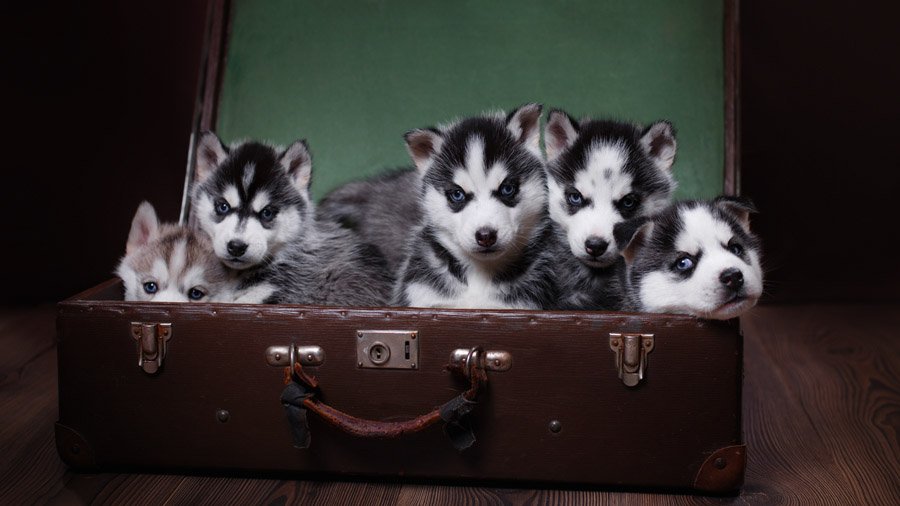 Siberian Husky Puppies with Blue Eyes