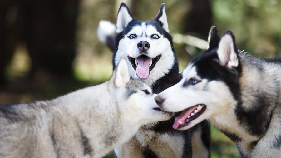 Siberian Husky with blue eyes