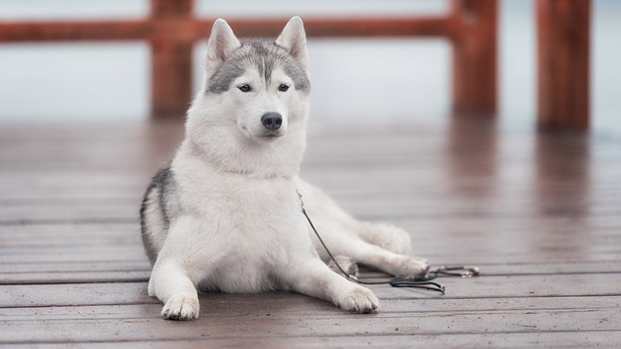 Siberian Husky with brown eyes