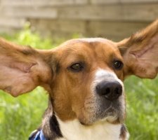 Basset Hound and his big ears