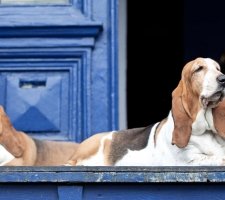 Two Adult Basset Hounds
