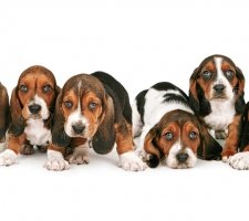 Six Basset Hound puppies