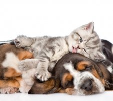 Basset Hound puppies and a kitten