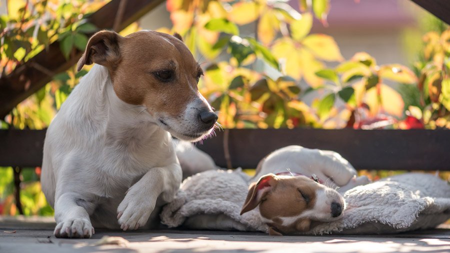 Dog breed from the movie Mask
