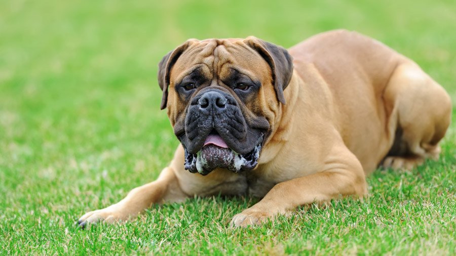 English mastiff