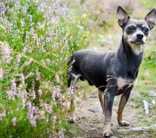 Miniature Pinscher photo 3