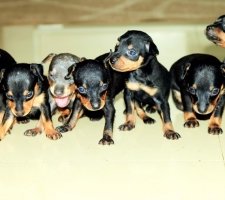 Miniature pinscher photo 2