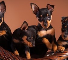 Miniature pinscher photo 4