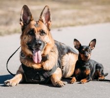 Miniature pinscher photo 1