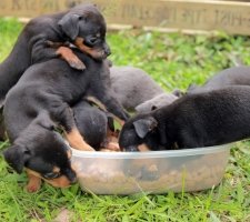 Miniature pinscher photo 6