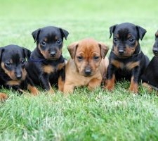 Miniature pinscher photo 5