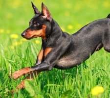 Miniature pinscher photo 9