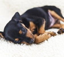 Miniature pinscher photo 7