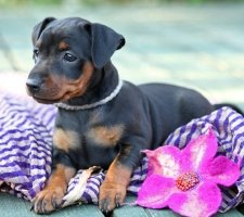 Miniature pinscher photo 8