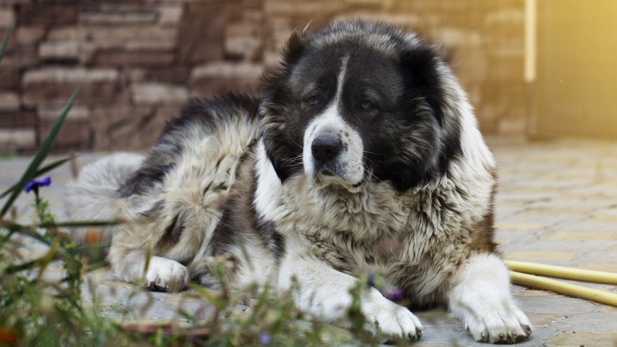 Caucasian Shepherd Dog