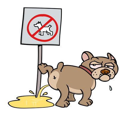 teach the dog commands