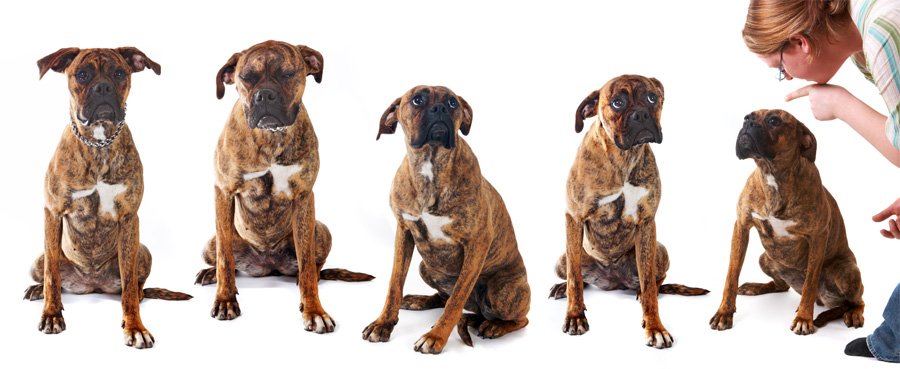 teach the dog commands