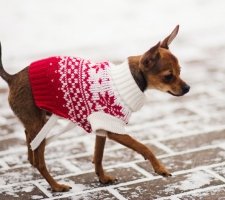 Russian toy terrier photo 7