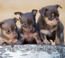 Russian toy terrier photo 2