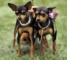 Russian toy terrier photo 3