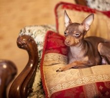 Russian toy terrier photo 6
