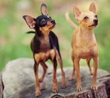 Russian toy terrier photo 4