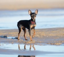 Russian toy terrier photo 1
