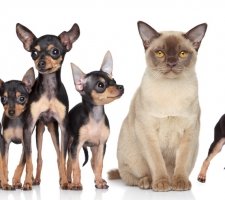 Russian toy terrier photo 5